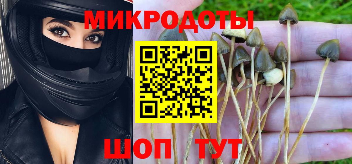 Черкесск  Псилоцибиновые грибы Psilocybine cubensis  Вход с VPN 